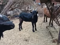 Bode, Alpine goat — foto 4