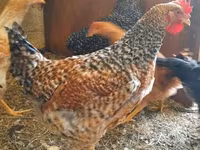 Chickens — zdjęcie 8