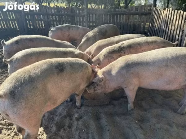 Cerdos (lote, sexo no especificado), Cerdos