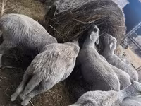 Baran, Merino sheep — zdjęcie 8