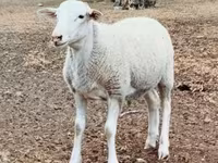 मेढ़ा, Dorper sheep — फ़ोटो 2