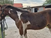 حصان, Hungarian horse breed — الصورة 3