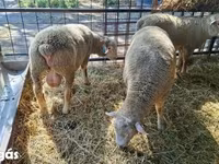 मेढ़ा, Ile-de-France sheep — फ़ोटो 7