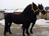 Cavalo, Friesian — foto 8