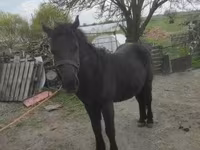 Horse (M), Horses — photo 4