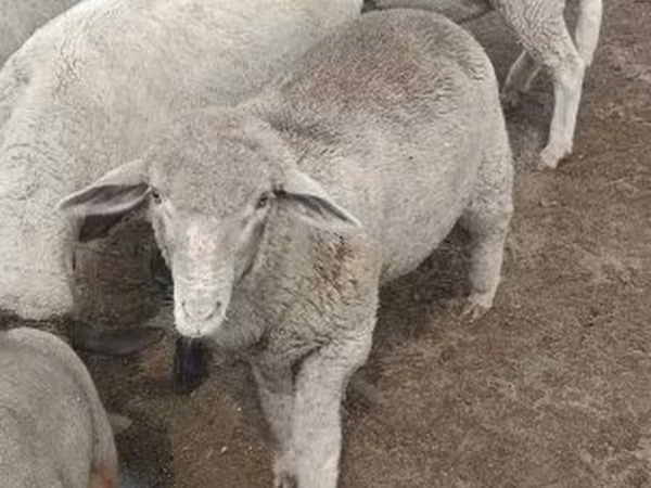 मेढ़ा, Merino sheep