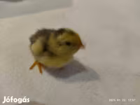 Quails — Foto 2