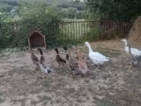 Ducks — 写真 2