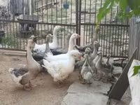 Geese — الصورة 3