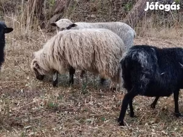 كبش, Racka sheep