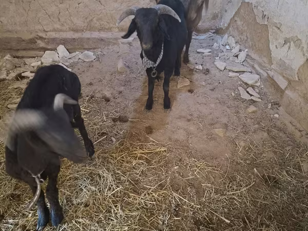Kozy (partia, płeć nieokreślona), Kozy