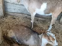 Ziege, Nubian Goat — Foto 2