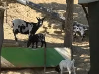 عنزة, Dutch Landrace goats — الصورة 7