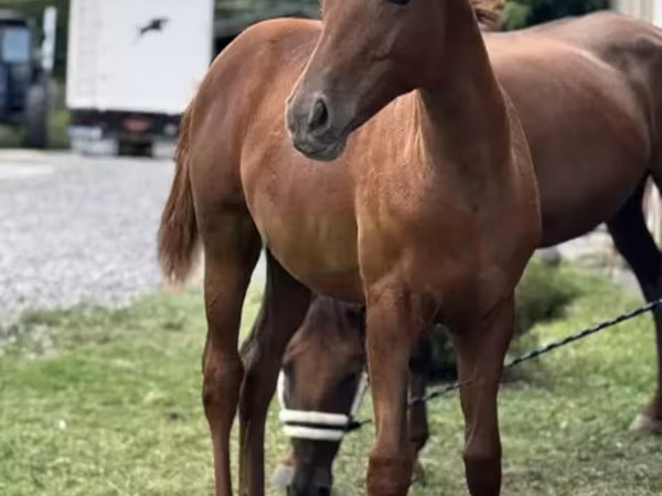 Kobila, Anglo-Arabian