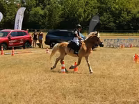 雄馬, Haflinger — 写真 1