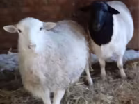 Widder, Dorper sheep — Foto 2