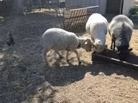 公羊, Merino sheep — 照片 1
