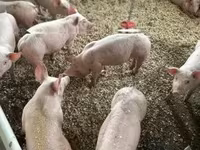 Świnie (partia, płeć nieokreślona) — zdjęcie 1