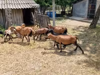 Ovan, Cameroon sheep — fotografija 2