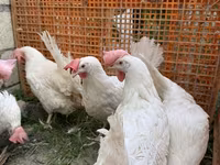 Leghorn — fotografija 3
