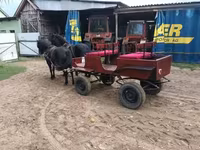 Jument, Chevaux — photo 2