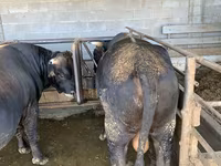 Bik, Swiss cattle — fotografija 6