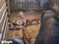 मादा सूअर, सूअर — फ़ोटो 2