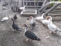 Ducks — Foto 3
