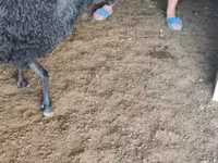 Qoʻchqor, Tsigai sheep — 8-rasm