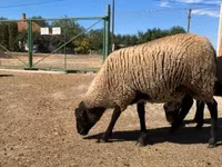 Carnero, Suffolk sheep — foto 1