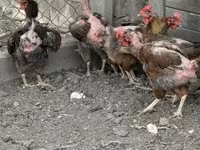 Chickens — fotografija 1