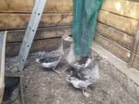 Geese — 写真 1