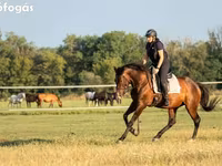 公马, Hungarian horse breed — 照片 1