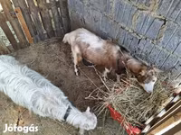 Goat, Goats — photo 2