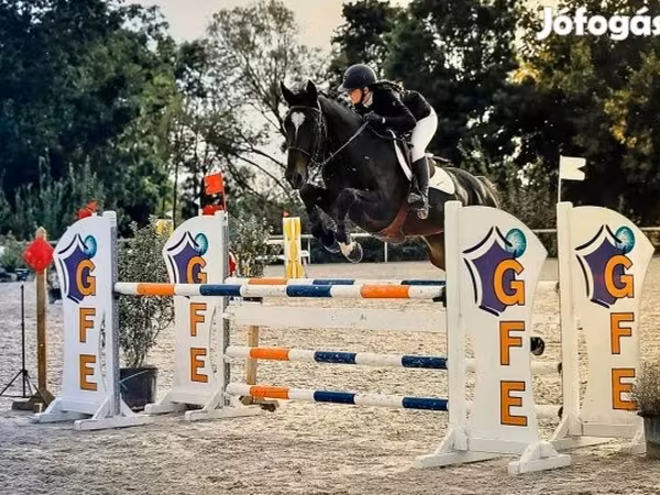 公马, Belgian warmblood horse