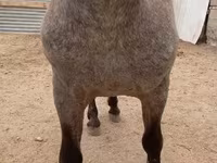 Hengst, Appaloosa — Foto 4