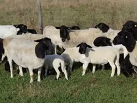 Qo‘ylar (partiya, jinsi ko‘rsatilmagan), Dorper sheep — 1-rasm
