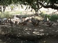 Geese — 写真 4