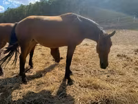 Toychoq, Nonius horse — 5-rasm