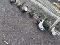 Ducks — zdjęcie 1