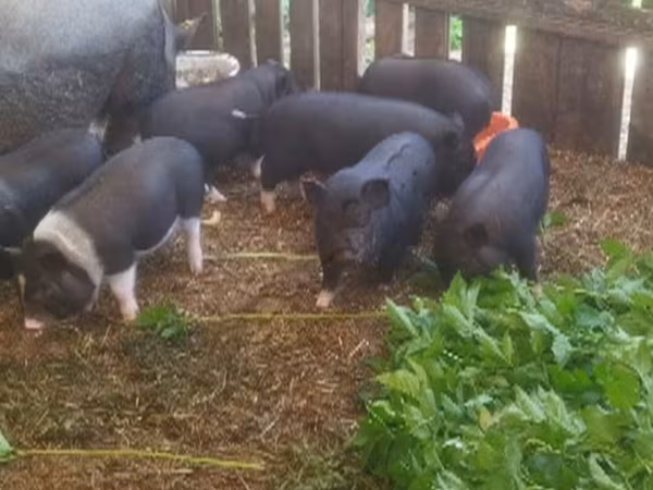 Schweine (Partie, Geschlecht nicht angegeben), Вьетнамская вислобрюхая