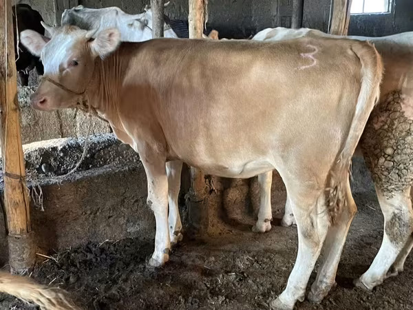 Бик, Simmental cattle