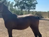 Toychoq, Nonius horse — 4-rasm