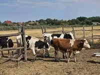 牛（ロット、性別未指定）, Russian Black pied cattle — 写真 2