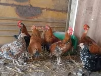 Bantam japonesa — foto 1