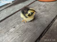 Quails — Foto 3