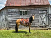 Kobila, Missouri foxtrotter — fotografija 5
