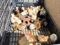 Chickens — Foto 1