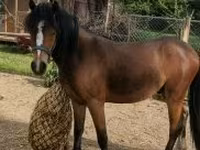 Caballo, Caballos — foto 3