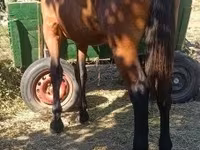 Yegua, Caballos — foto 1